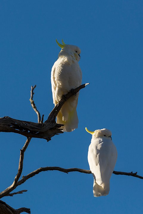 couple of cockies